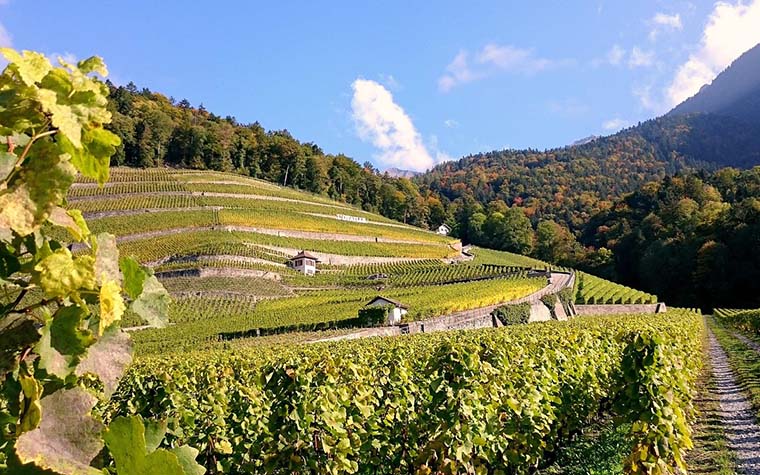 weinberge zugehörig zur kellerei schreckbichl